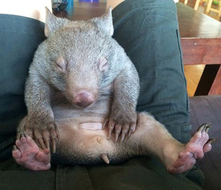 Kenny the Wombat