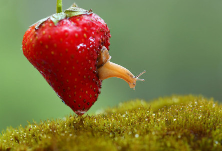 snail in strawberry