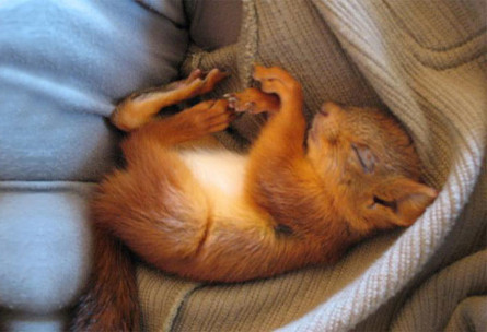 adopted-wild-red-squirrel-baby-arttu-finland