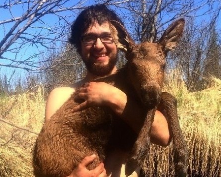 man saves baby moose