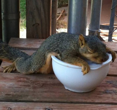 drunk-squirrel