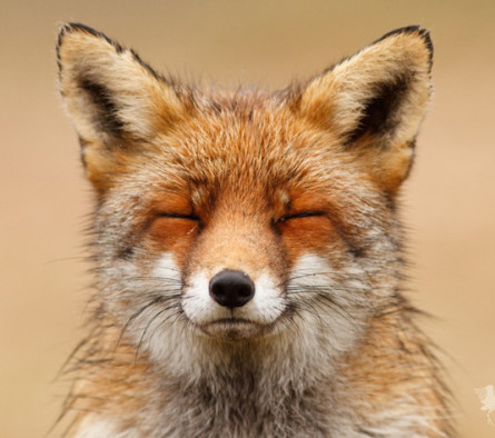 zen foxes