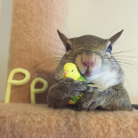 photogenic-rescue-squirrel-jill