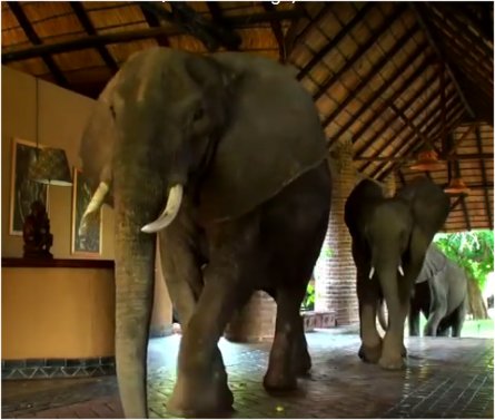 elephants-come-to-dinner