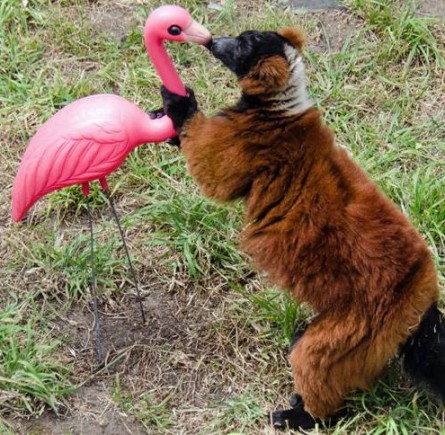 lemur-and-pink-flamingo