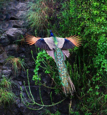 flying-peacock
