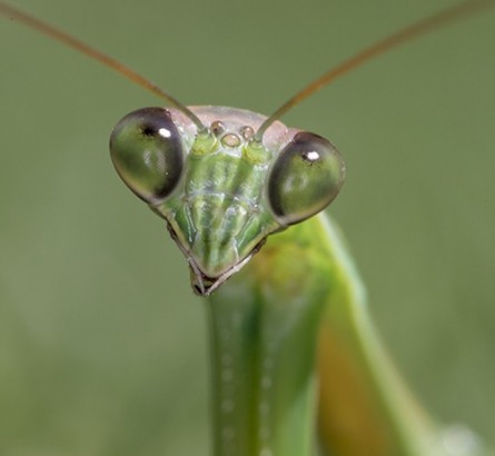 Praying-Mantis-face-3