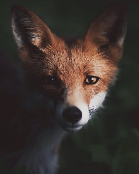 fox-konsta-6