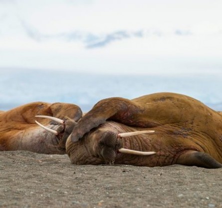 sleeping-walruses.jpg.638x0_q80_crop-smart