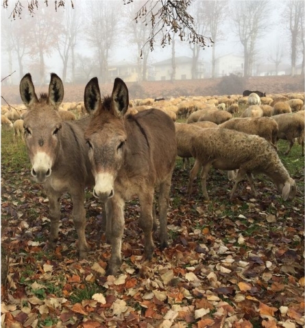 guard-donkeys