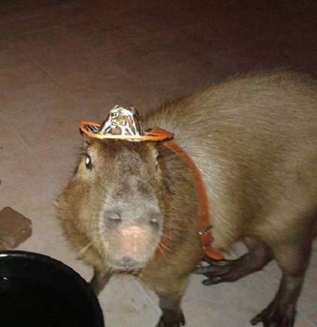 capybara-chico