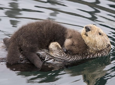 otter-mother-baby