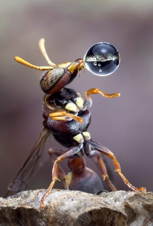 bug-blowing-bubble