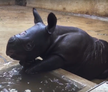 moyo-baby-rhino