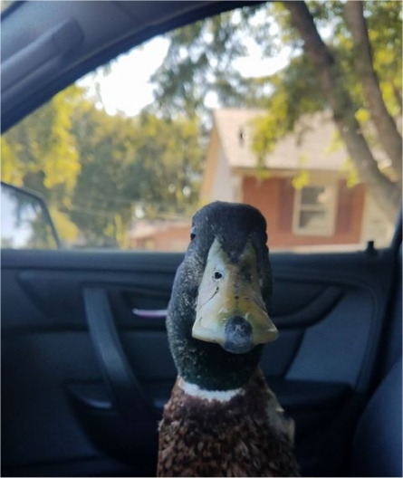 webster-the-duck
