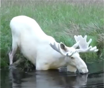 white-moose-sweden 2