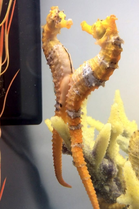 seahorses-mating